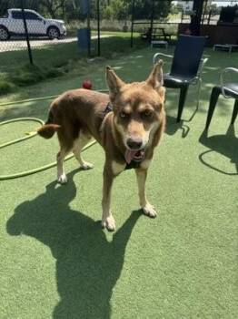 Scout -  Cattle Dog and Husky Dog for Adoption in Farmers Branch, Texas - Scout | PetCurious