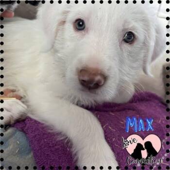 Shepherd Dogs Available for Adoption in Gilbert, Arizona - Max | PetCurious
