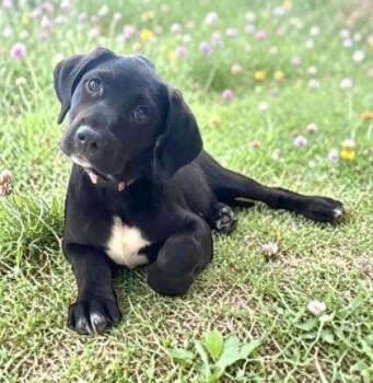 Labrador Retriever Dogs Available for Adoption in Sullivan, Indiana - Layla | PetCurious