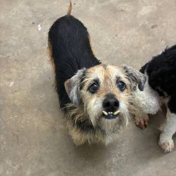 Mixed Breed Dogs Available for Adoption in Corbin, Kentucky - Hazel May | PetCurious