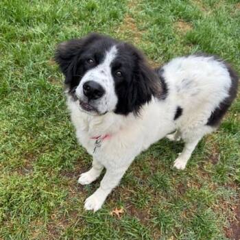 Great Pyrenees Dogs Available for Adoption in Falls Church, Virginia - Gilbert | PetCurious