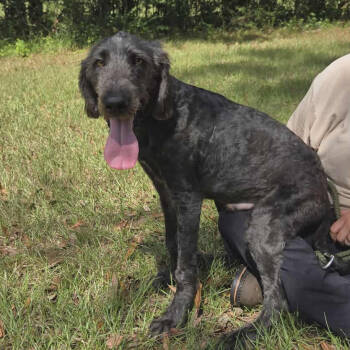 Rescue Poodle and Mixed Breed Dogs for Adoption in Tylertown, Mississippi - Louie | PetCurious