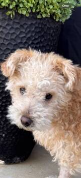 Poodle Dogs Available for Adoption in Dallas, Texas - Ricky | PetCurious