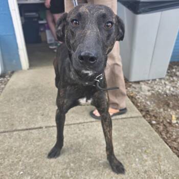 TNGC-Stray-1391 -  Mixed Breed Dog for Adoption in Pulaski, Tennessee - TNGC-Stray-1391 | PetCurious