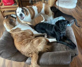 Labrador Retriever Dogs Available for Adoption - Mama Tracy | PetCurious