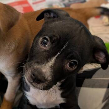 Eastham KB -  Terrier Dog for Adoption in Austin, Texas - Eastham KB | PetCurious