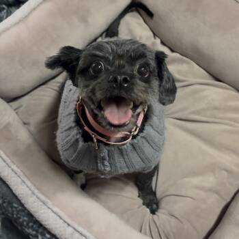 Rescue Shih Tzu Dogs for Adoption - Lola | PetCurious