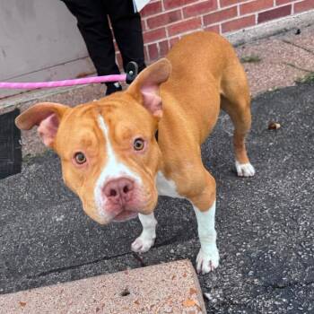 Chuck -  American Staffordshire Terrier Dog for Adoption in St. Peters, Missouri - Chuck | PetCurious