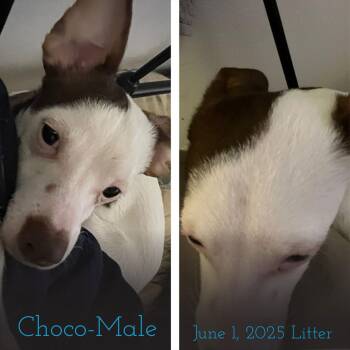 Rat Terrier and Chihuahua Dogs Available for Adoption - SPONSOR OR FOSTER ME - Choco | PetCurious