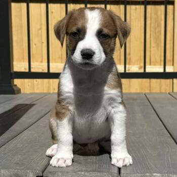 Rhodesian Ridgeback Dogs Available for Adoption in Parker, Colorado - 358 (2026) Maple | PetCurious