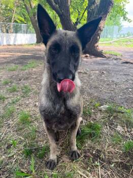 Sage located in IL -  Belgian Shepherd Malinois Dog for Adoption in Imlay City, Michigan - Sage Located In IL | PetCurious
