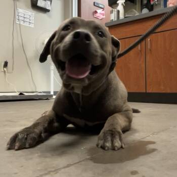 Rescue Pit Bull Terrier Dogs for Adoption in Yuma, Arizona - Grizz | PetCurious