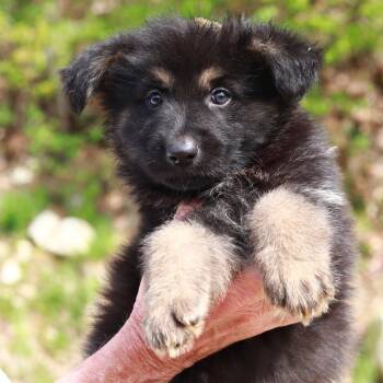 Shepherd and Mixed Breed Dogs Available for Adoption in Eastford, Connecticut - CT Badlands Avail May 16 | PetCurious