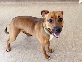 Pit Bull Terrier Dogs Available for Adoption in Brentwood, Missouri - INDIGO | PetCurious