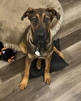 Rescue Belgian Shepherd Malinois and Cane Corso Dogs for Adoption in Mount Royal, Quebec - Daisy | PetCurious