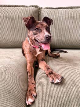 TAMSIN -  Terrier Dog for Adoption in Holbrook, New York - TAMSIN | PetCurious