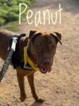 Peanut -  Pit Bull Terrier Dog for Adoption in Denton, Texas - Peanut | PetCurious