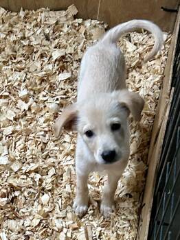 SADIE -  Great Pyrenees Dog for Adoption in Fosters, Alabama - SADIE | PetCurious