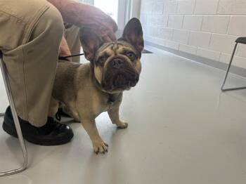French Bulldog Dogs Available for Adoption in Ocala, Florida - RAMBO | PetCurious