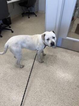 Mixed Breed Dogs Available for Adoption in Lafayette, Indiana - Turtle | PetCurious