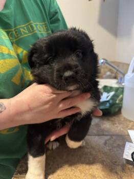 Bindi -  Australian Cattle Dog Blue Heeler Dog for Adoption in Vancouver, Washington - Bindi | PetCurious