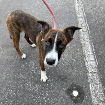 Jill -  Whippet and Greyhound Dog for Adoption in Marina Del Rey, California - Jill | PetCurious