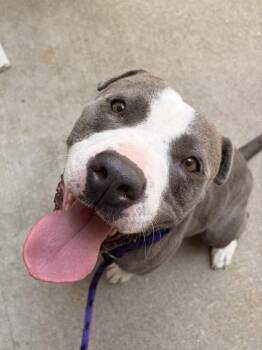 Sparky -  Mixed Breed Dog for Adoption in Morristown, New Jersey - Sparky | PetCurious