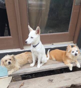 Husky and Siberian Husky Dogs Available for Adoption in Boulder, Colorado - Neva | PetCurious