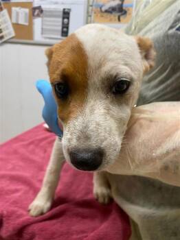 Mina -  Australian Cattle Dog Blue Heeler Dog for Adoption in Vancouver, Washington - Mina | PetCurious