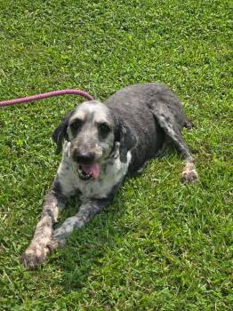 Gaston -  Sheepadoodle Dog for Adoption in Eatontown, New Jersey - Gaston | PetCurious