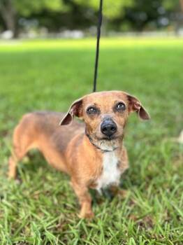 Daisy -  Wirehaired Dachshund and Chihuahua Dog for Adoption in Aiken, South Carolina - Daisy | PetCurious