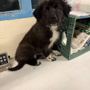4393 -  Australian Shepherd and Newfoundland Dog Dog for Adoption - 4393 | PetCurious