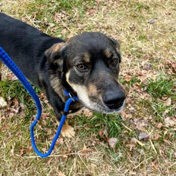 Feist and Hound Dogs Available for Adoption in Lyndhurst, Virginia - Maverick | PetCurious