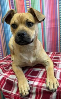 61116991 -  Pug Dog Available for Adoption in Elko, Nevada - 61116991 | PetCurious