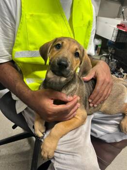 Foxy -  Terrier Dog for Adoption in Hopkinsville, Kentucky - Foxy | PetCurious