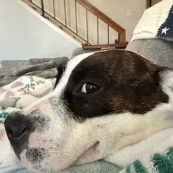 Little One -  American Staffordshire Terrier Dog for Adoption in Newcastle, California - Little One | PetCurious