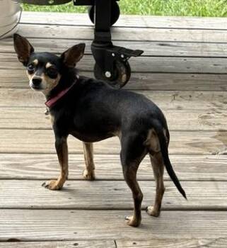 Daisy -  Chihuahua Dog for Adoption in Malvern, Pennsylvania - Daisy | PetCurious