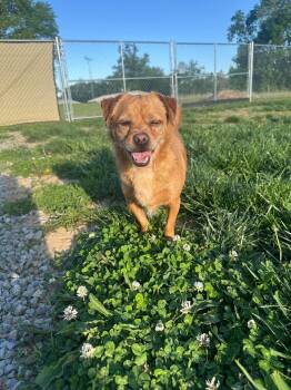Chihuahua and Pomeranian Dogs Available for Adoption in Sparta, Illinois - Buddy | PetCurious
