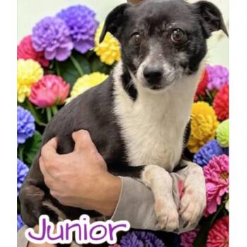 Junior -  Mixed Breed and None Dog for Adoption in Rockville, Maryland - Junior | PetCurious
