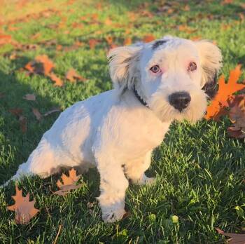 Rescue Old English Sheepdog and Poodle Dogs for Adoption - Snoopy | PetCurious