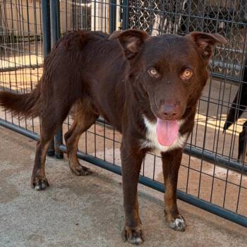 Simba -  Mixed Breed Dog for Adoption in Lake Jackson, Texas - Simba | PetCurious