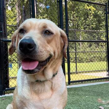 Marley -  Labrador Retriever and Mixed Breed Dog for Adoption in Greensboro, North Carolina - Marley | PetCurious