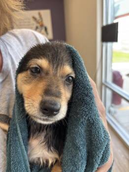 Charm -  German Shepherd Dog Dog for Adoption in Suamico, Wisconsin - Charm | PetCurious