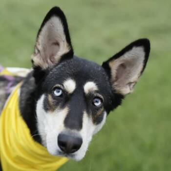 Husky Dogs Available for Adoption in San Antonio, Texas - QUEEN | PetCurious