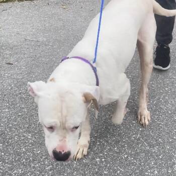 Boxer Dogs Available for Adoption - Sandra 3967 | PetCurious