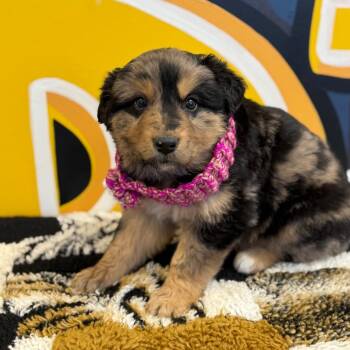 Australian Shepherd and Great Pyrenees Dogs Available for Adoption in Mankato, Minnesota - Poppy | PetCurious