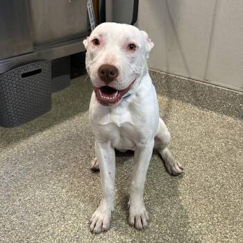 Hannah* -  Pit Bull Terrier Dog for Adoption in San Gabriel, California - Hannah* | PetCurious