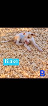 Blake -  Pit Bull Terrier Dog for Adoption in Seaside Heights, New Jersey - Blake | PetCurious