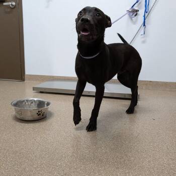 Red Timber -  Labrador Retriever and Pit Bull Terrier Dog for Adoption in League City, Texas - Red Timber | PetCurious