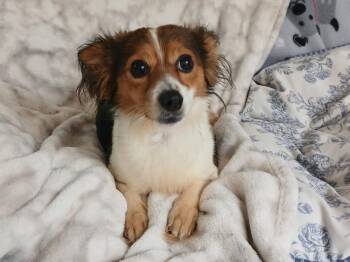 Biscuit -  Papillon Dog for Adoption in Fort Worth, Texas - Biscuit | PetCurious